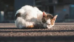 Jsou toulavé kočky vděčné, když si je vezmete domů?