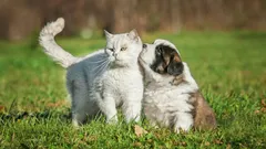 Jak odnaučit psa reagovat na kočky