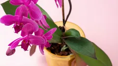Jak přimět orchidej kvést po celý rok pomocí hnojiva, které už máte v lednici