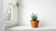 Rozmarýn na parapetu: proč doma voní líp a jak ho u okna udržet v kondici