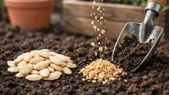 Jak využít dýňová semínka na zahradě: 3 jednoduché způsoby, které dávají smysl