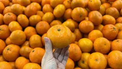 Jak podle vzhledu vybrat v obchodě sladké a chutné mandarinky